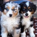 Australian Shepherd puppies for sale - a Australian Shepherd puppy