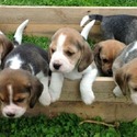 Beagle puppies for sale - a Beagle puppy