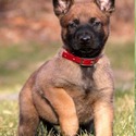 Belgian Malinois puppies for sale - a Belgian Malinois puppy