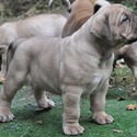 Boerboel puppies for sale - a Boerboel puppy