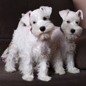 Miniature Schnauzer puppies for sale - a Miniature Schnauzer puppy