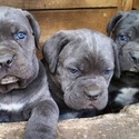 Cane Corso puppies for sale - a Cane Corso puppy