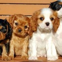 Cavalier King Charles Spaniel puppies for sale - a Cavalier King Charles Spaniel puppy