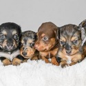 Dachshund puppies for sale - a Dachshund puppy