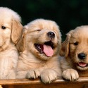 Golden Retriever puppies for sale - a Golden Retriever puppy