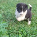 Ava - a Border Collie puppy