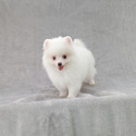White Baby - a Pomeranian puppy