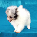 Tri Blue Merle Female - a Pomeranian puppy