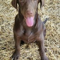 AKC Chocolate Lab Puppies! - a Labrador Retriever puppy
