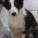 Shetland Sheepdog for sale