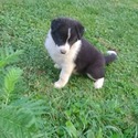 Ava - a Border Collie puppy