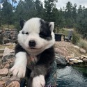 Nessi - a Siberian Husky puppy