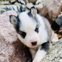 Griffin - a Siberian Husky puppy