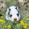 Griffin - a Siberian Husky puppy