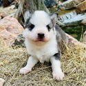 Griffin - a Siberian Husky puppy