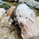 Fenrir - a Siberian Husky puppy