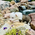 Fenrir - a Siberian Husky puppy