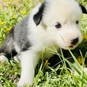 Chimera - a Siberian Husky puppy