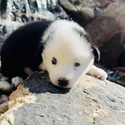 Chimera - a Siberian Husky puppy