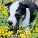 Cerberus - a Siberian Husky puppy