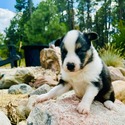 Cerberus - a Siberian Husky puppy