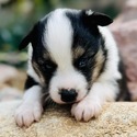 Cerberus - a Siberian Husky puppy