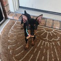 Heidi - a Miniature Pinscher puppy