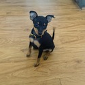 Miniature Pinscher for sale