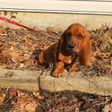 Tailwag Basset Hound Breeders owned by Tailwag Basset Hound Breeders