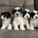 Miniature Schnauzer for sale