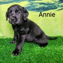 Annie - a Labrador Retriever puppy