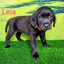 Labrador Retriever for sale