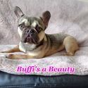 Buffi - a French Bulldog puppy