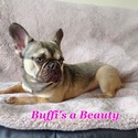 Buffi - a French Bulldog puppy