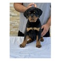 Rottweiler for sale