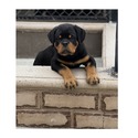 World Class AKC European Rottweiler Puppies - a Rottweiler puppy