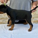 World Class AKC European Rottweiler Puppies - a Rottweiler puppy