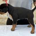 World Class AKC European Rottweiler Puppies - a Rottweiler puppy