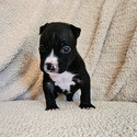 Bones - a American Bully puppy