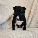 Pumpkin - a American Bully puppy