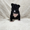 American Bully for sale