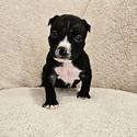 Bones - a American Bully puppy