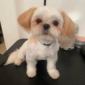 AKC Aladdin - a Shih Tzu puppy