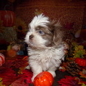 AKC Aladdin - a Shih Tzu puppy