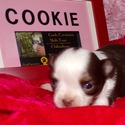 AKC Cookie Long Coat - a Chihuahua puppy