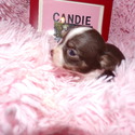 AKC Cookie Long Coat - a Chihuahua puppy