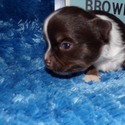 AKC Cookie Long Coat - a Chihuahua puppy