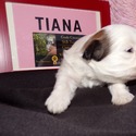 AKC Standard Size Shih Tzu Puppies - a Shih Tzu puppy