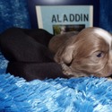 AKC Standard Size Shih Tzu Puppies - a Shih Tzu puppy