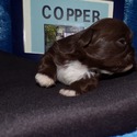 AKC Standard Size Shih Tzu Puppies - a Shih Tzu puppy